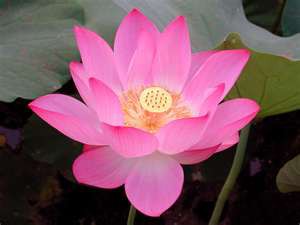Lotus flower2
